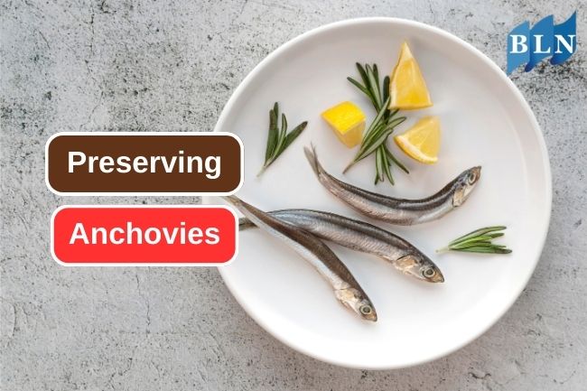 Popular Techinques Used for Preserving Anchoivies